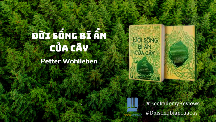 [Tóm Tắt & Review Sách] “Đời Sống Bí Ẩn Của Cây”: Một Góc Nhìn Khác Về Cây Rừng